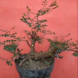 Bahan Bonsai Ileng Ileng Mangsi Shopee Indonesia