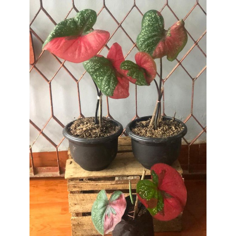 Caladium Baret
