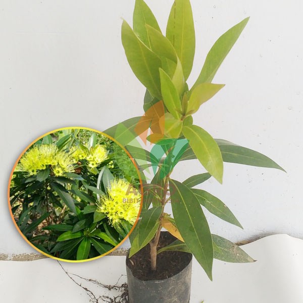 Bibit Bunga Santos Lemon Kuning