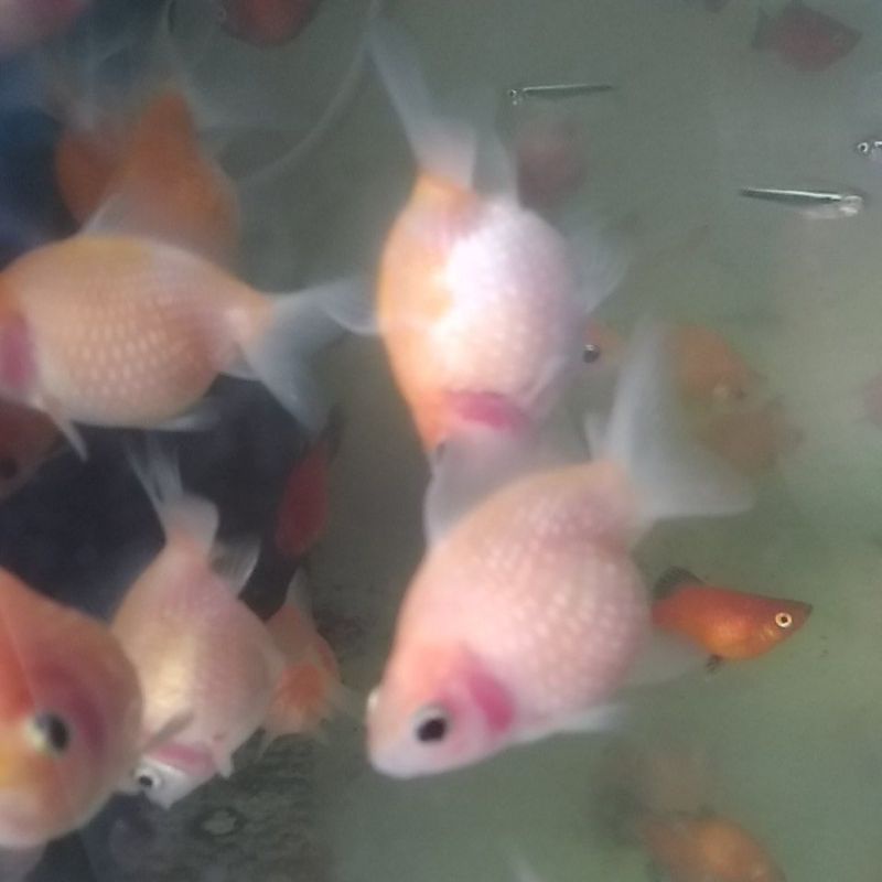 ikan mas koki mutiara