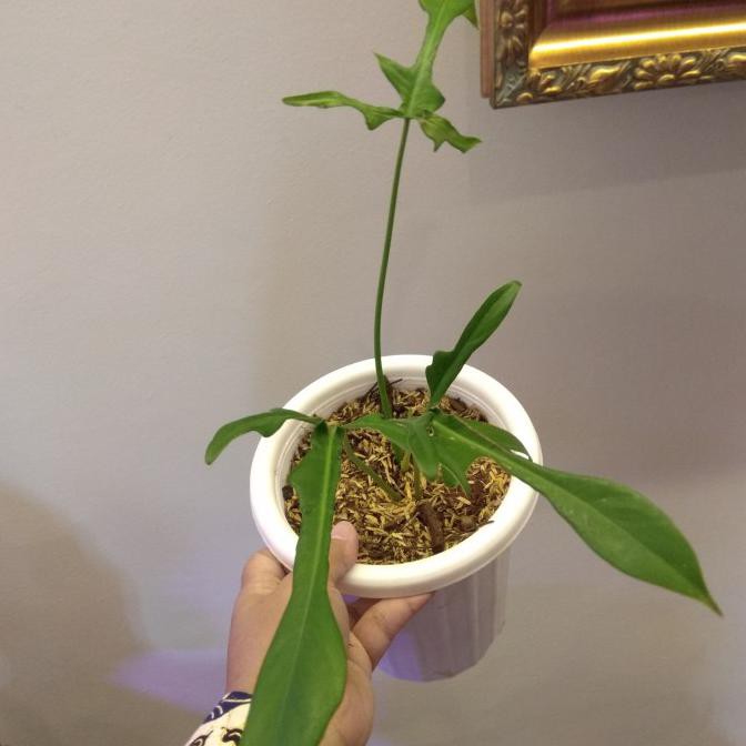 Jual Tanaman Hias Philodendron Gladhands 1 Olshopeksis Indonesia Shopee Indonesia