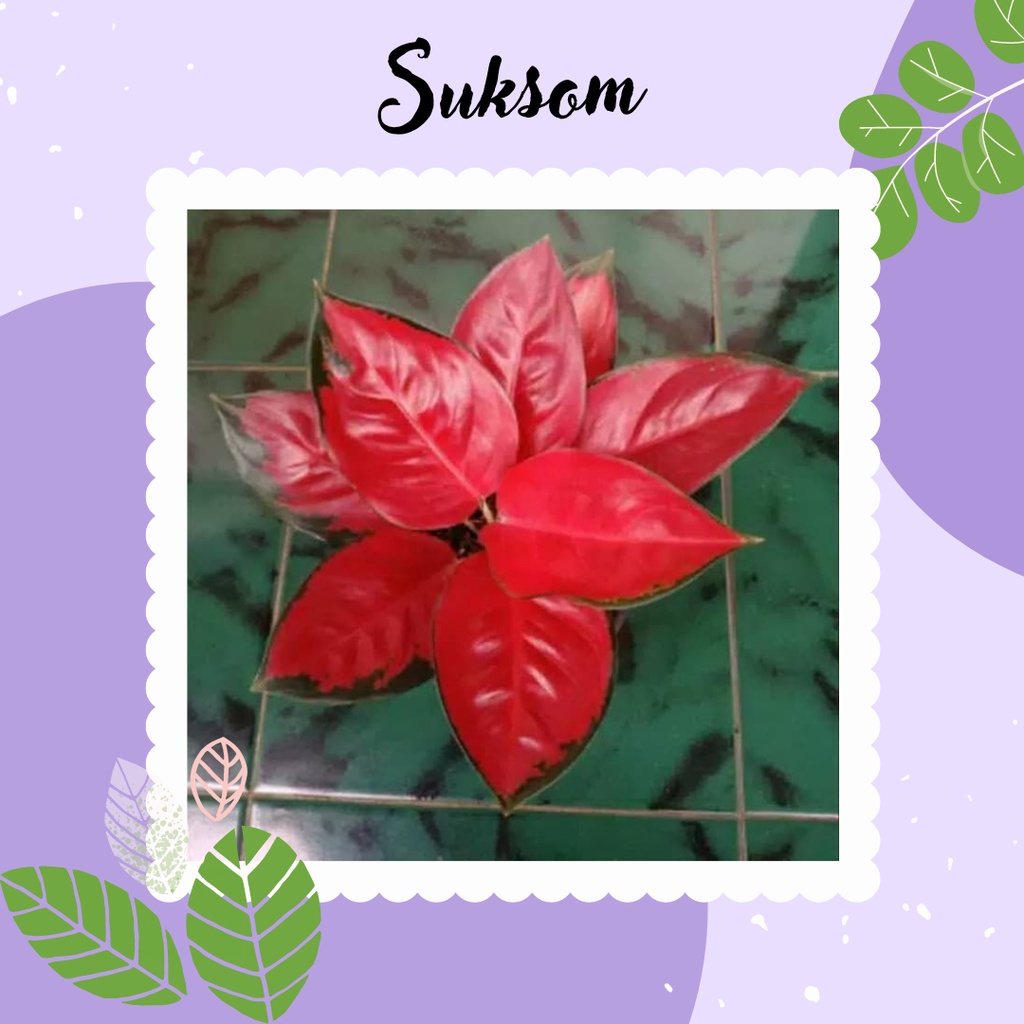 Jual Tanaman Hias Aglonema Suksom Bunga Aglonema Suksom