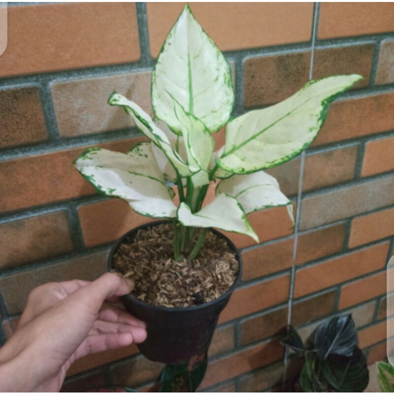 aglonema super white Beby - promo spesial aglonema anakan super white