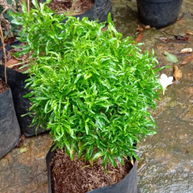 

Brokoli hijau