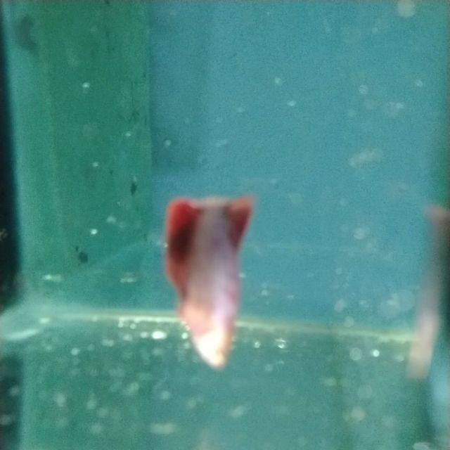 8100 Gambar Ikan Cupang Fccp HD
