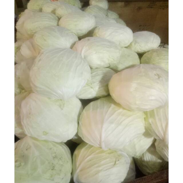 

Sayur kol 1000gr
