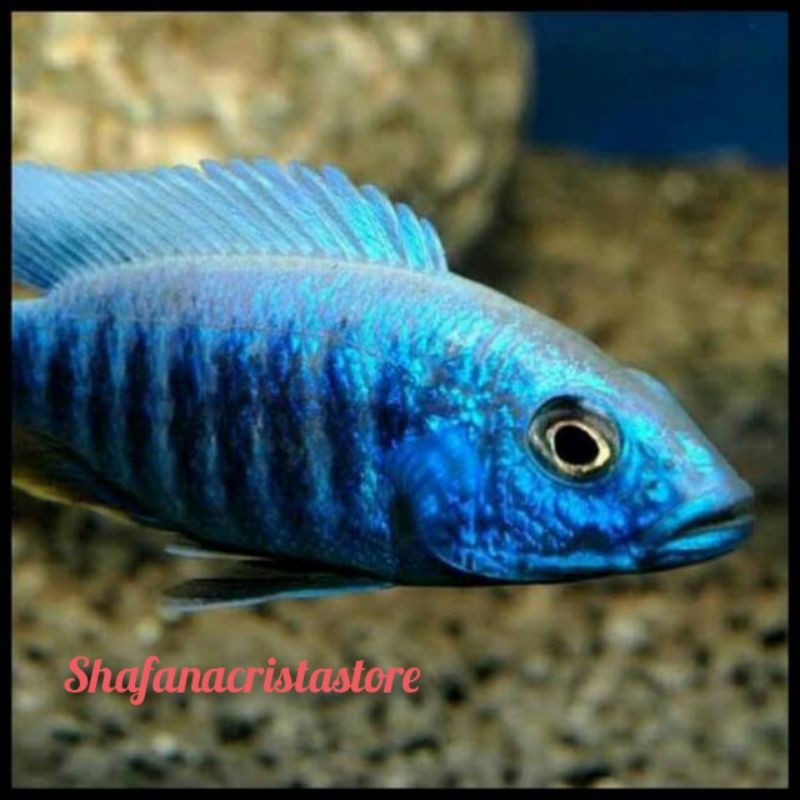 ikan hias Cichlid lambordi