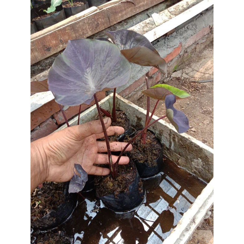 Colocasia black coral