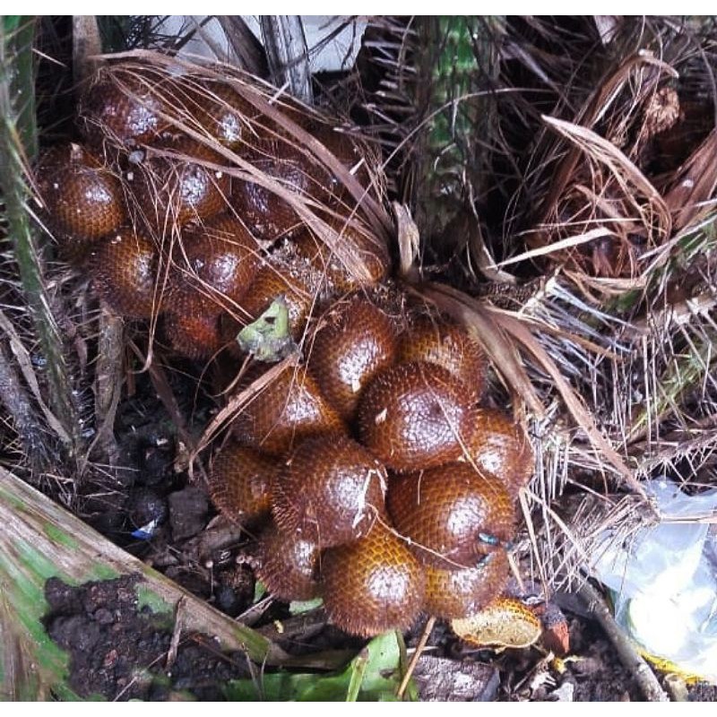 Salak Pondoh Asli Turi