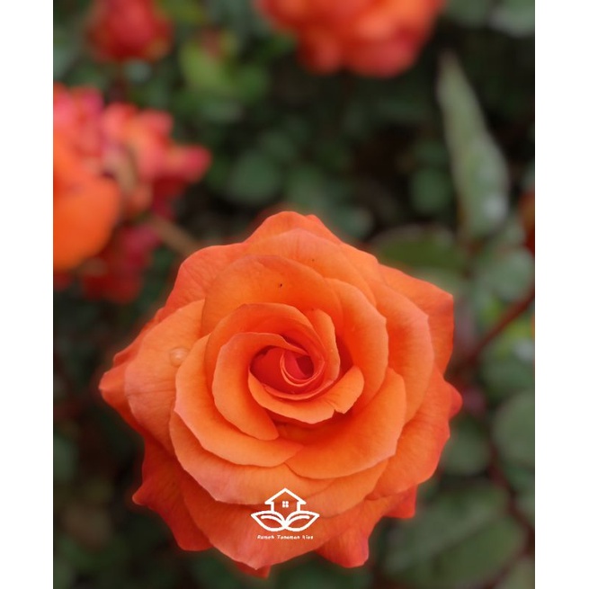 Bibit Mawar Holland (Voodoo)