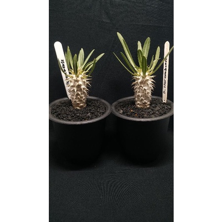 pachypodium horombense