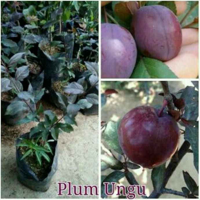 BIBIT TANAMAN BUAH PLUM UNGU LANGKA %%##%%