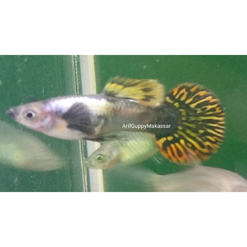 

Perpasang Guppy Platinum Galaxy Roundtail - Ikan hias Guppy makassar