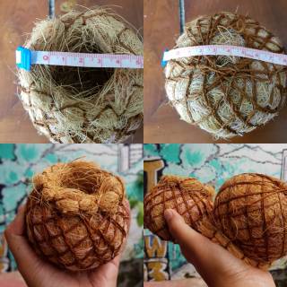 Mini kokedama pot  serabut pot kaktus Shopee  Indonesia