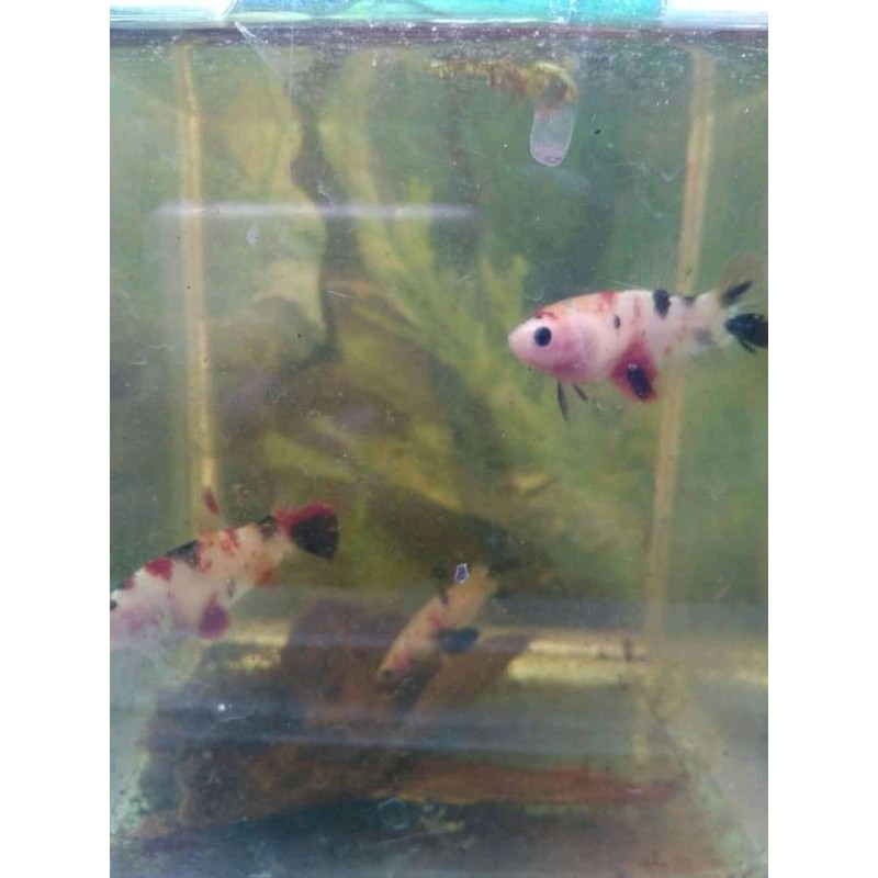 cupang plakat koi ( BETINA )