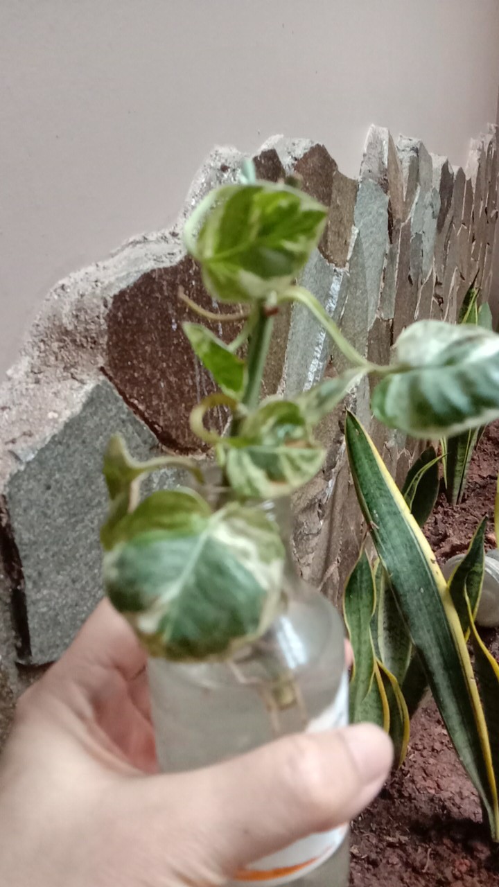 Tanaman Hias Sirih Gading Enjoy - Pohon Sirih Gading Koin - Tanaman Gantung Merambat