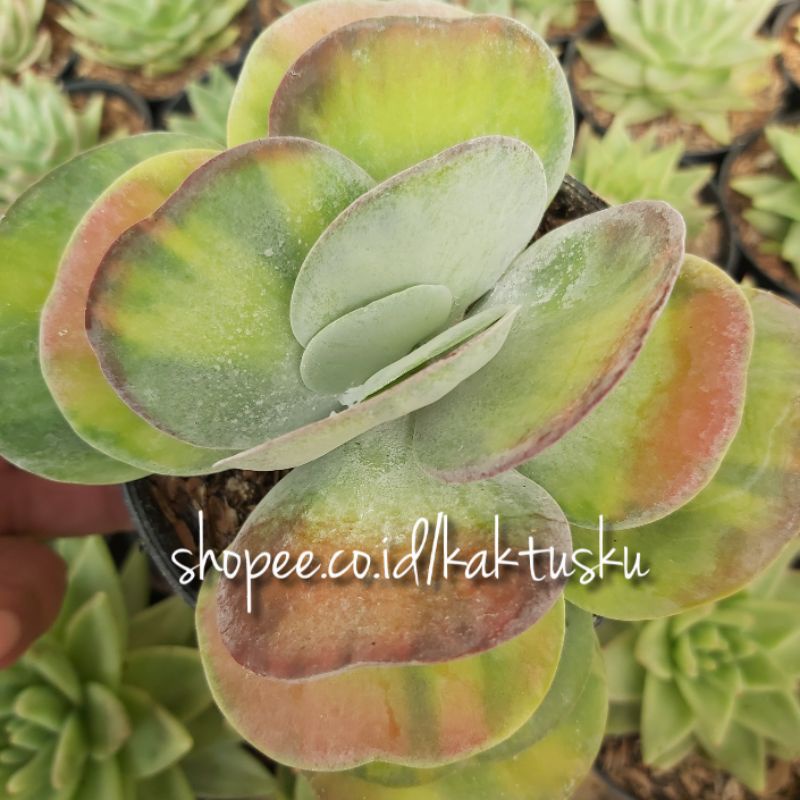 Jual Kaktus Sukulen Kalanchoe Luciae Variegated Shopee Indonesia