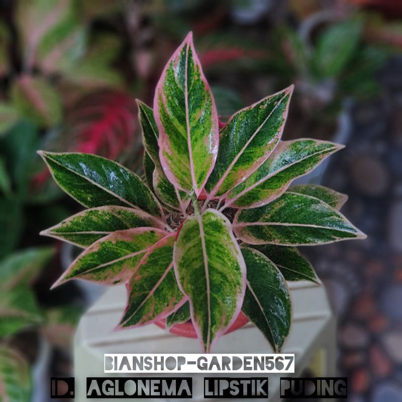 AGLONEMA LIPSTIK PUDING / LIPSTIK PINK OURORA PUDING ORIGINAL