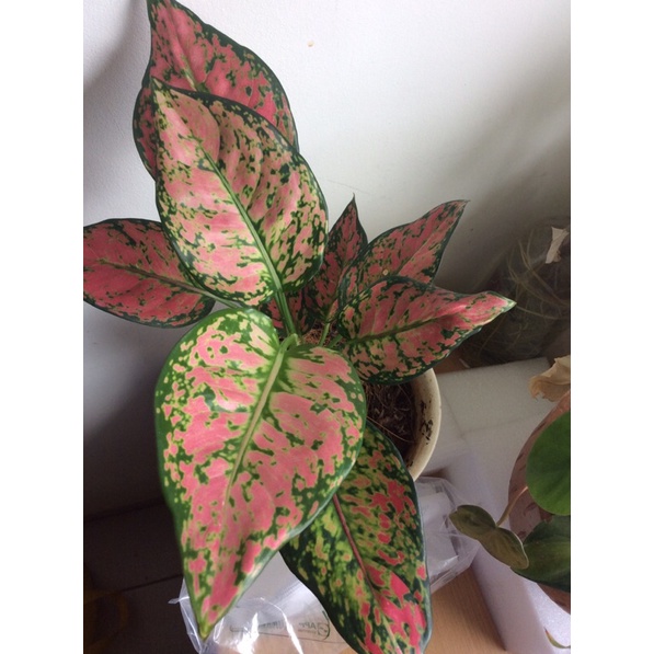 aglaonema dud anjamani