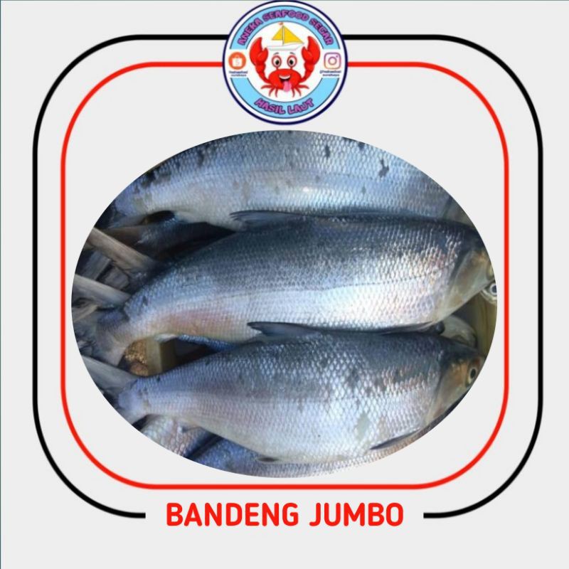 

Bandeng super 1ekor 1kg up