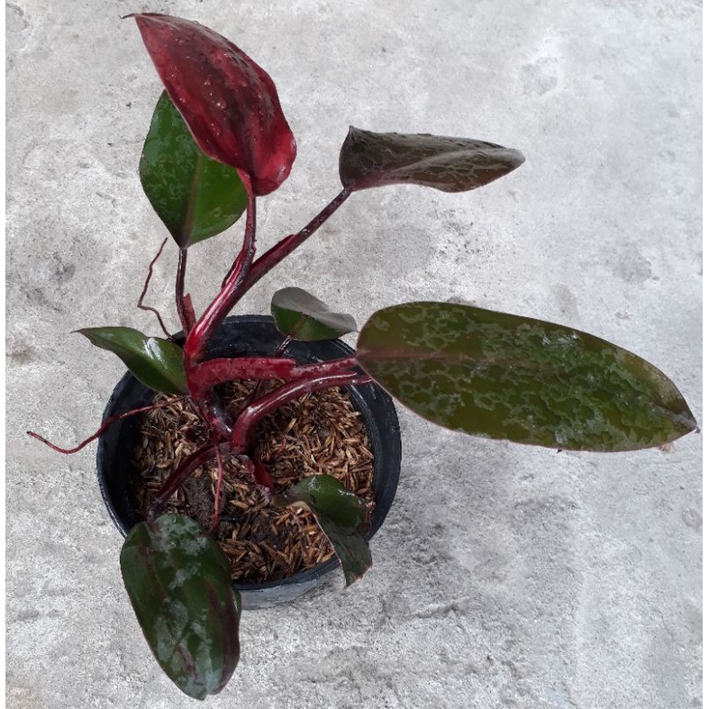 Philo Dendron Tanaman Hias