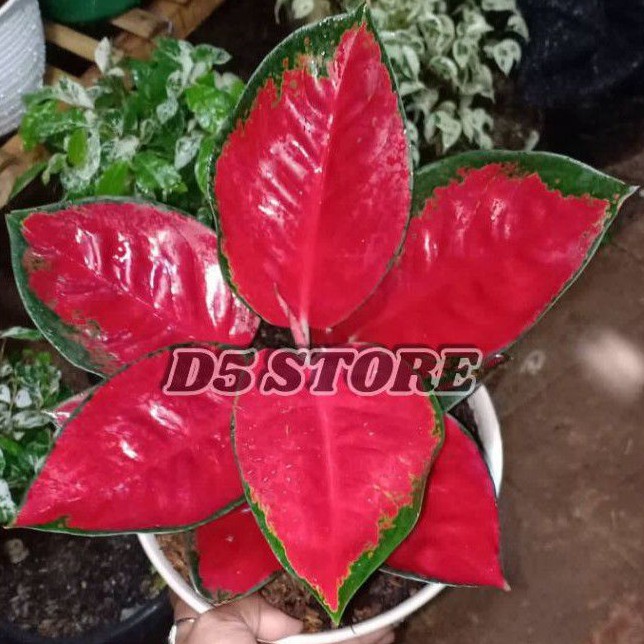 Aglonema suksom Aglonema suksom jaipong Tanaman aglonema Suksom  Aglonema murah Tanaman hias aglonem