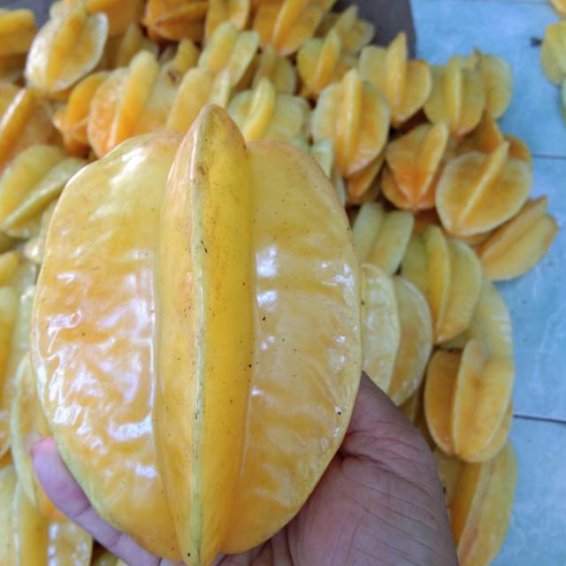 

Jual belimbing Dewi segar