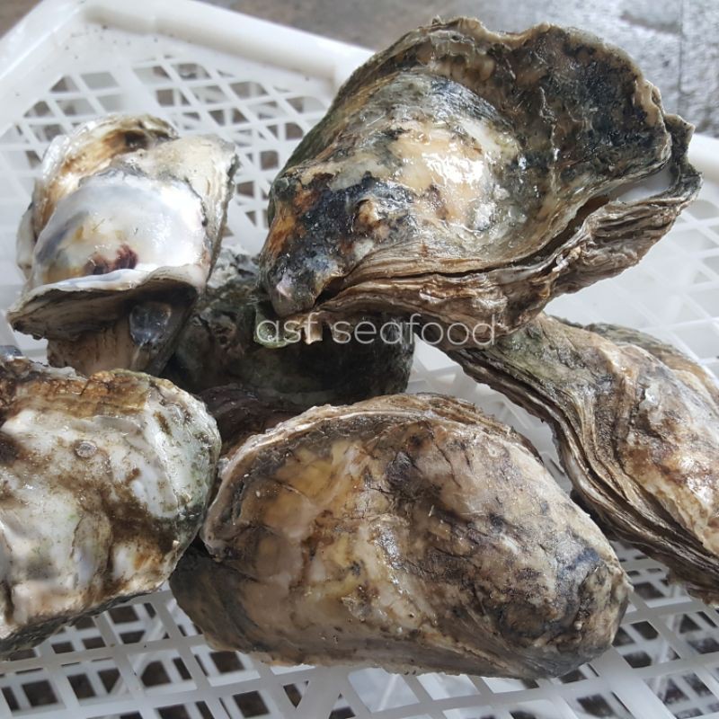 

Kerang Tiram / Oyster Utuh