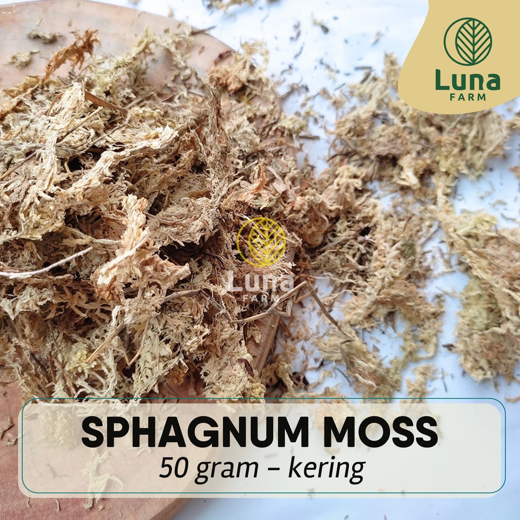Spagnum Moss Chile Lumut Putih Kering Import Sphagnum Moss 50 g