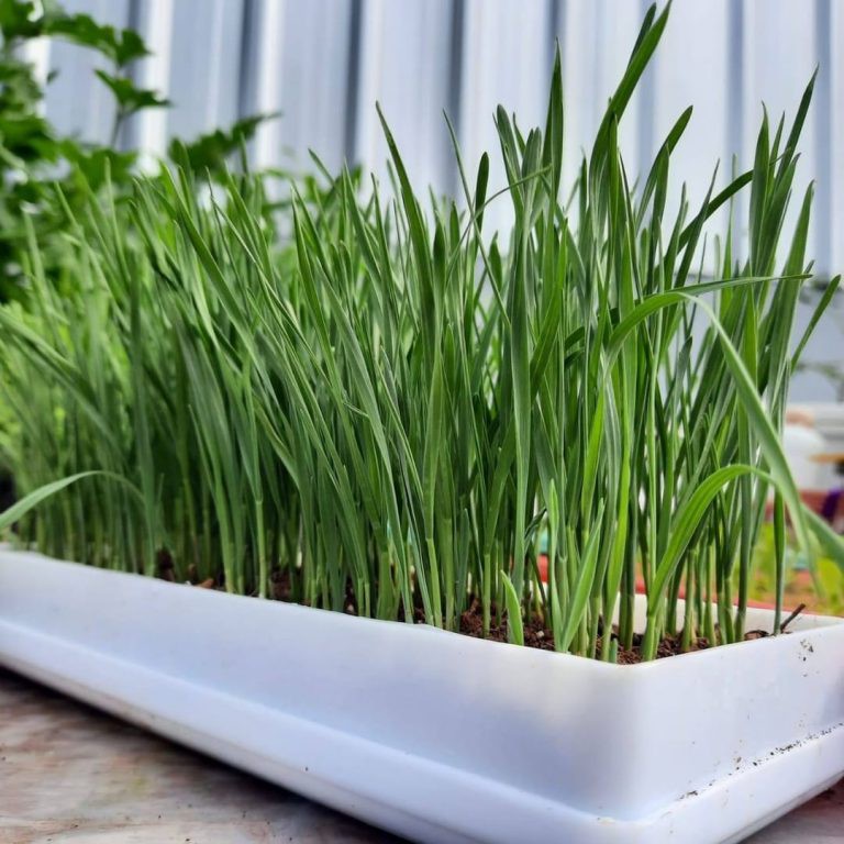 Bibit Benih Seribuan Herba Seledri Kemangi Wheatgrass dll PG SBY