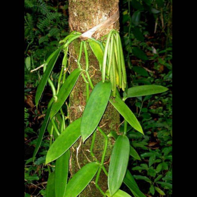 Jual Terbaru Benih Vanili Unggul Stek Vanili Segar Indonesia Shopee Indonesia