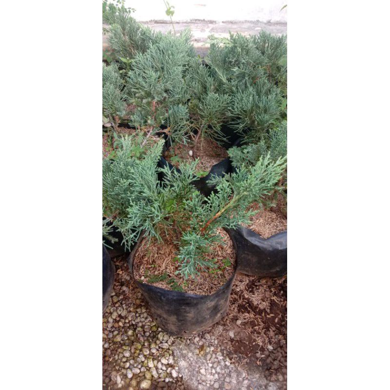 Cemara Sinensis Biru /Blue Sinensis . New Product