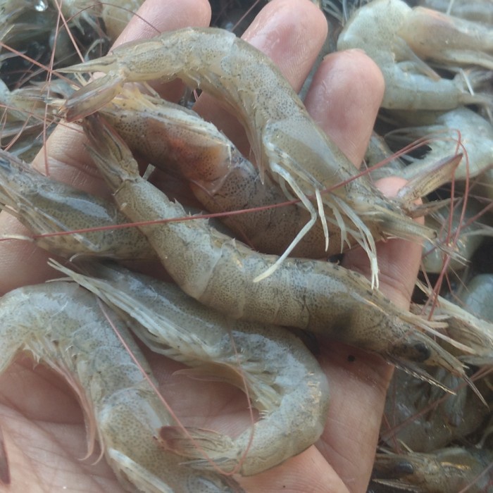 

Udang Api Api Segar - 500 gram