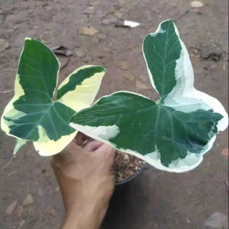 keladi tikus varigata