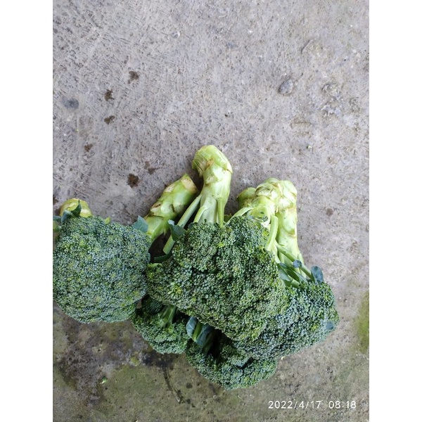 

sayur brokoli 500gr
