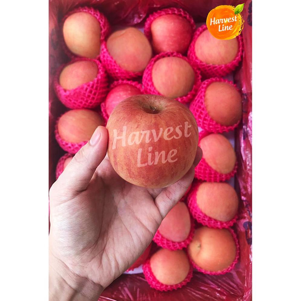 

BUAH APEL FUJI 500GR [HARVEST LINE]