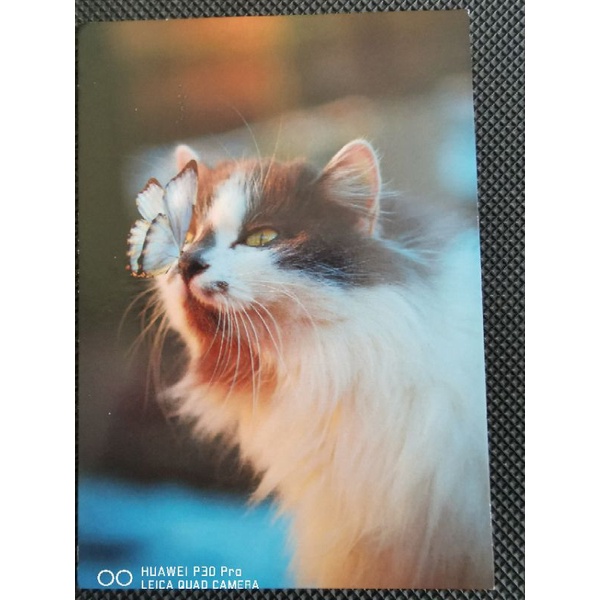 

kartu pos kucing/cat postcard