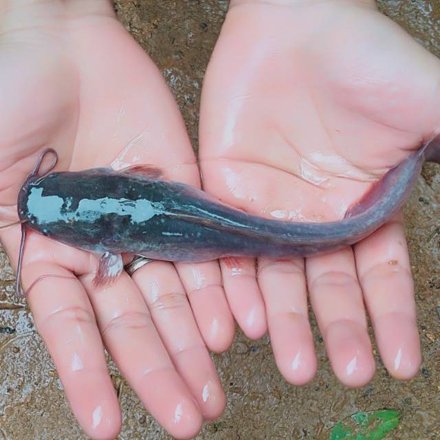 gunawan_id