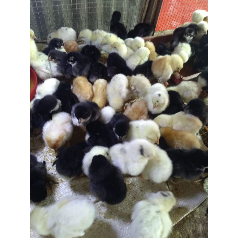 DOC Ayam Kampung Super (JOPER) bibit ayam kampung joper | doc joper | ayam joper