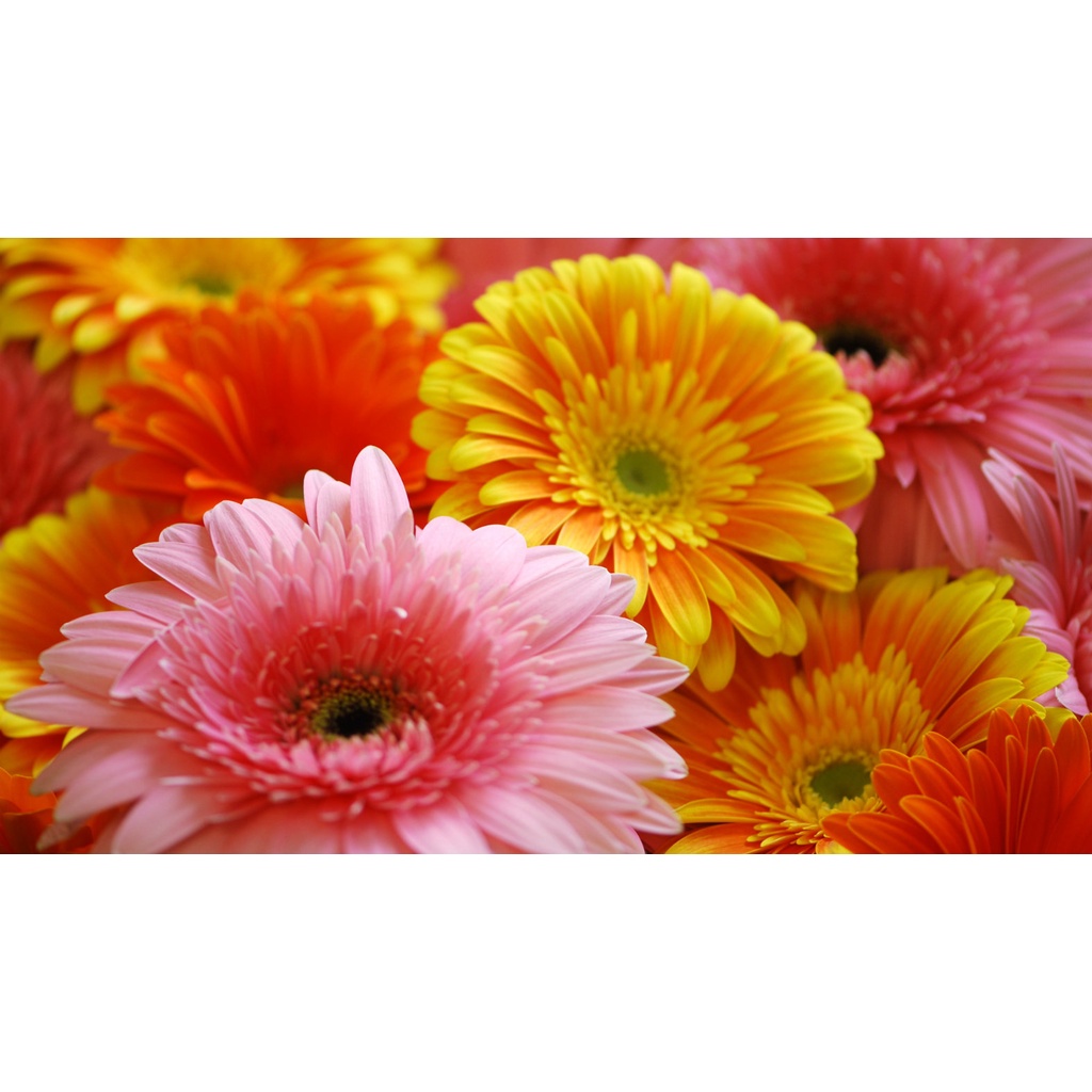 Bibit Tanaman Bunga Gerbera Pink/Hebras Pink/Bunga Gerbera Holland Banyak Warna