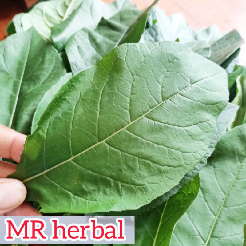 

Daun sambung nyawa daun aprika per 750 gram