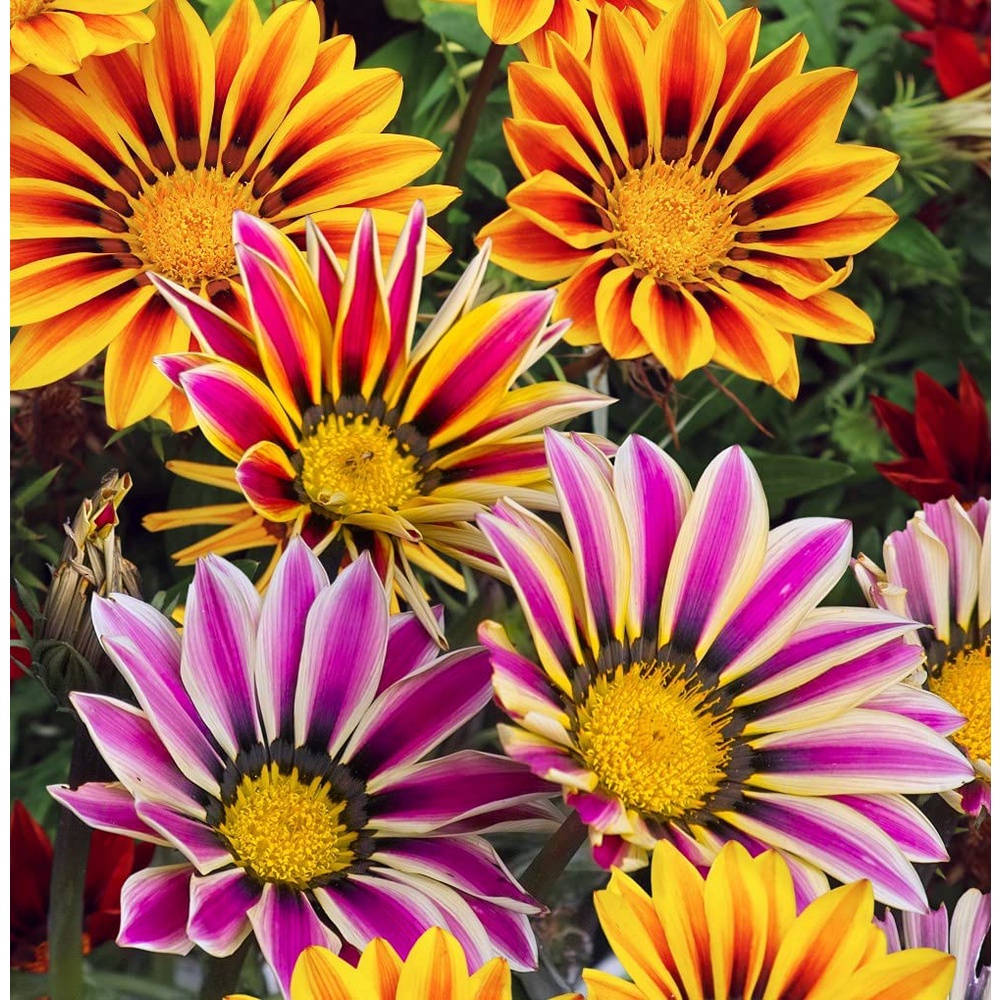 Benih Bibit Biji - Bunga Gazania Tiger Stripes Mixed Flower Seeds - IMPORT