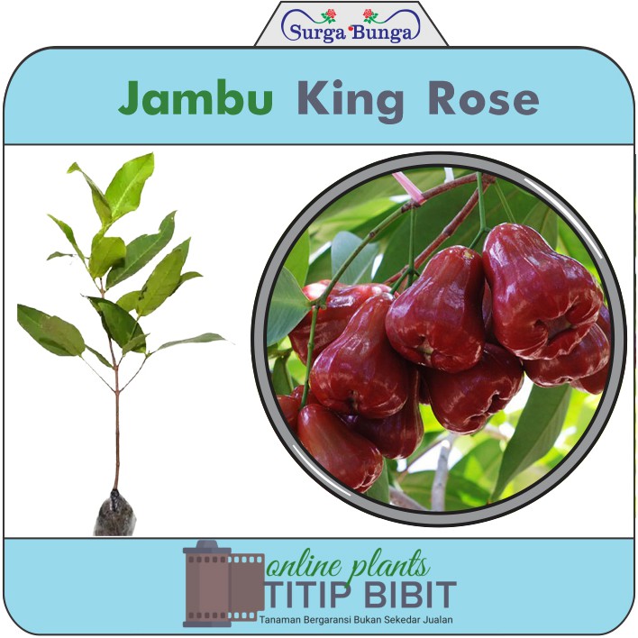 Tanaman Buah Jambu Air King Rose BONUS Blackberry