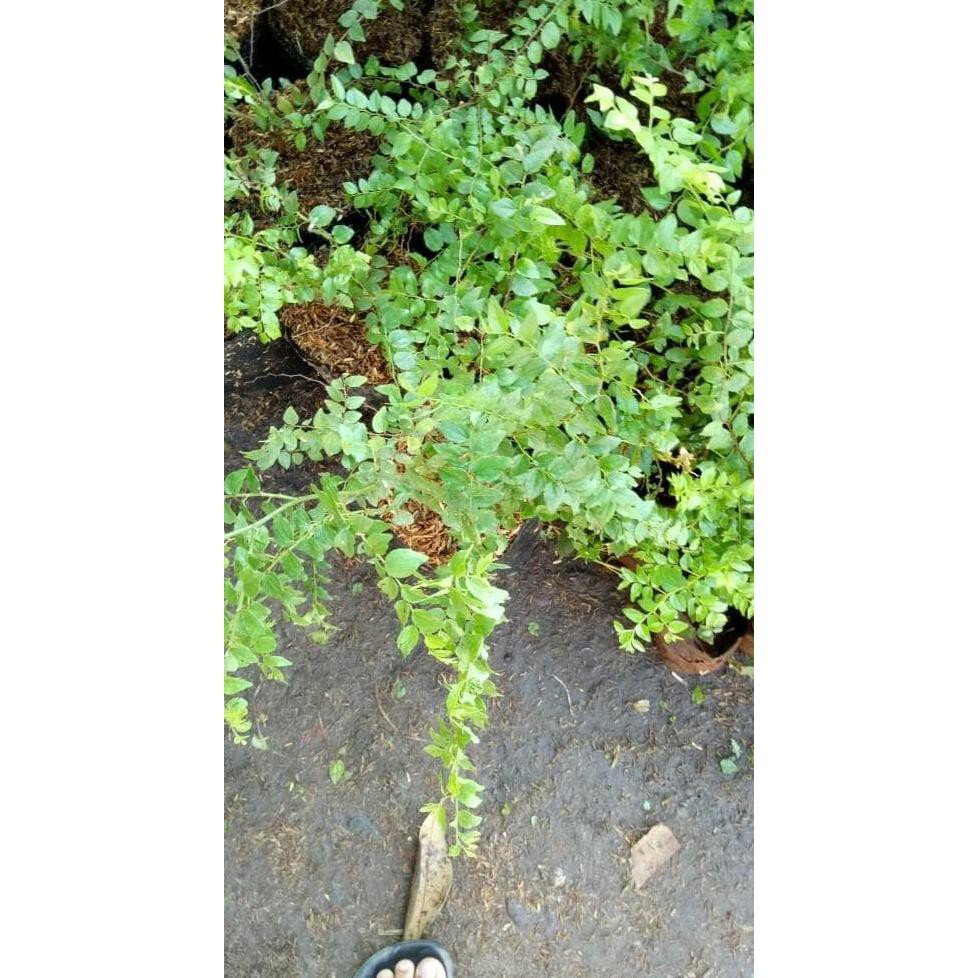 New Bibit Pohon Bidara Arab, Besar, Tanaman Herbal Stok Terbatas