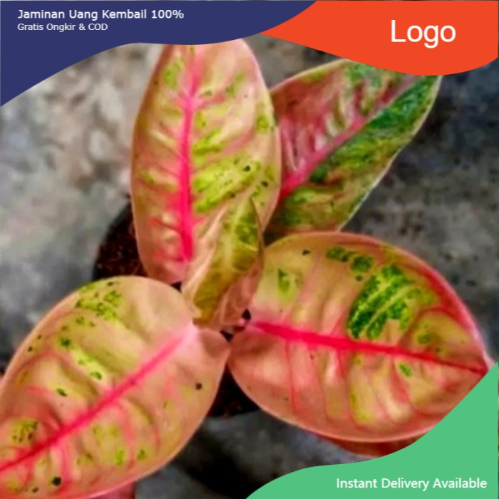 NEW Tanaman hias aglonema goliath - bonggol aglonema goliath