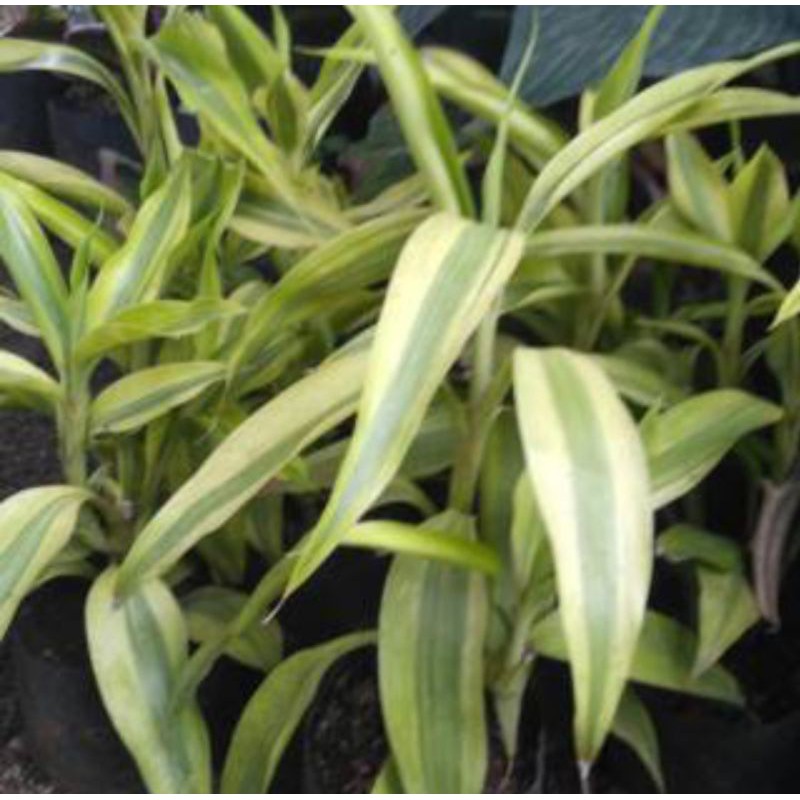 Tanaman hias suji kuning/Bambu hoki