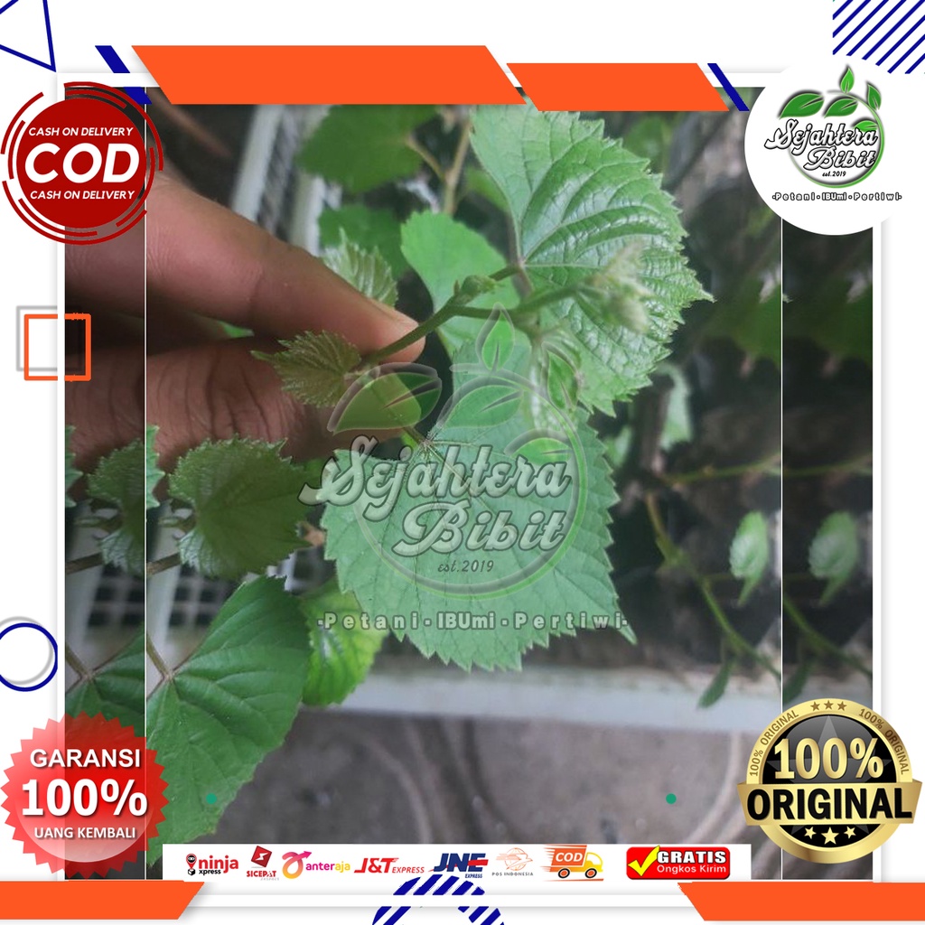 KOBER 5BB ROOTSTOK ANGGUR IMPORT YANG EPIC