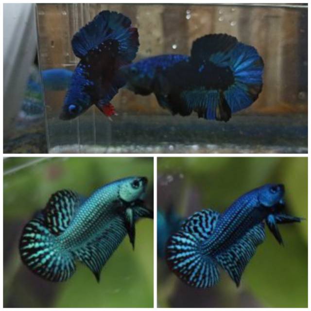 Betta alien