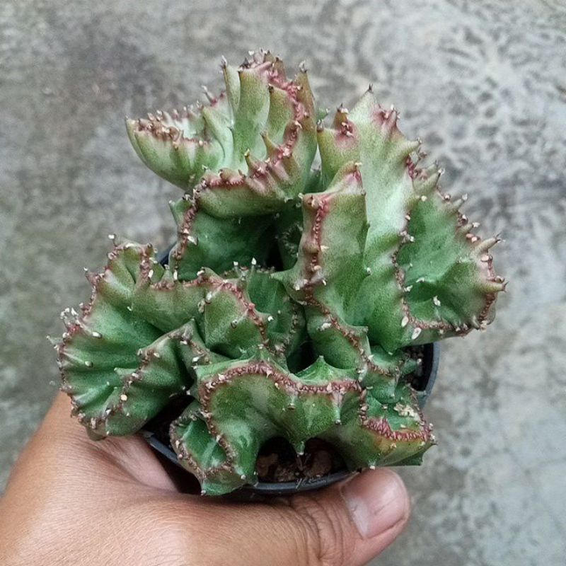 Euphorbia Lactea Cristata Hijau