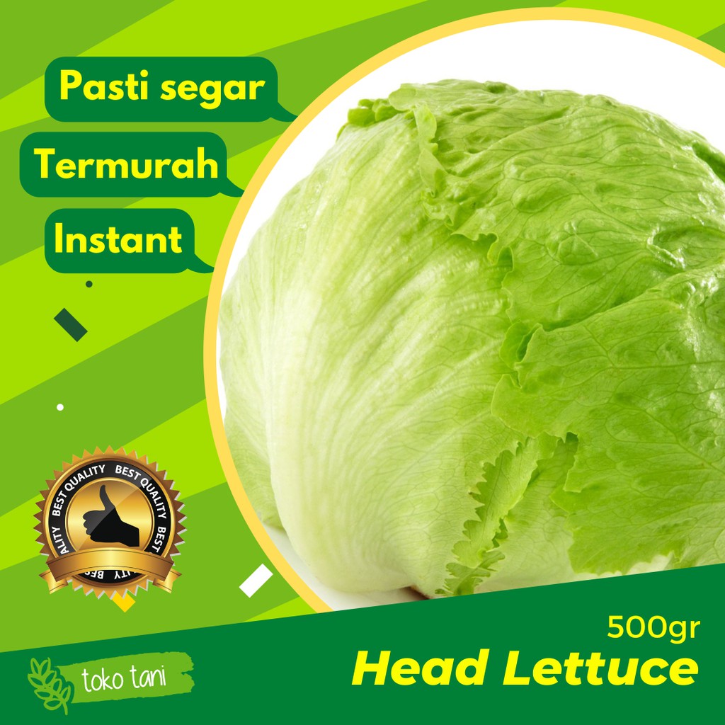 

Head Lettuce Iceberg Letuce 500gr